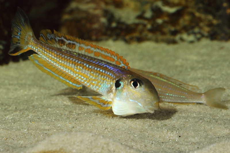 Xenotilapia ochrogenys 'Karilani Island'